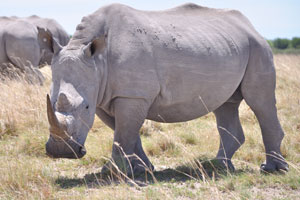 A rhino's horn is made of compacted hair (keratin)