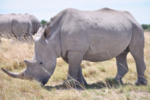 Rhinoceroses are illegally poached for thier horn
