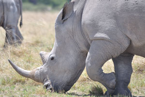 Rhinoceroses have a sort of attack-first-and-ask-questions-later attitude