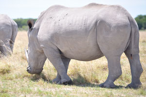 The chin of a rhinoceros