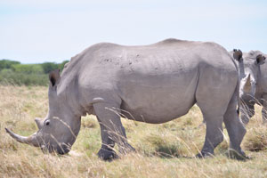 When a rhino catches the scent of a human or anything else unfamiliar, it is likely to charge