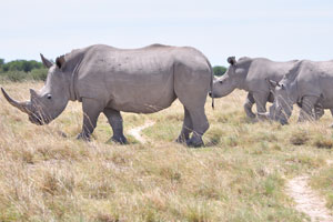 Rhinos sometimes fight with each other