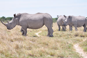 Female rhinos use their horns to protect their babies from predators such as lions, crocodiles, and hyenas