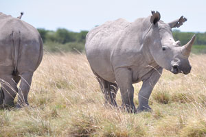 In spite of their fierce reputation, rhinos do have a softer side