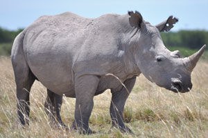 The females of the rhinoceros are very attentive mothers