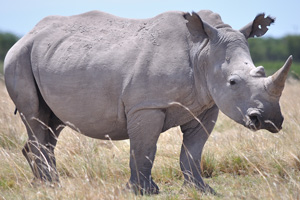 Rhinoceroses are ancient animals that have been on earth for thousands of years