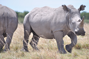 An angry or scared rhinoceros can run up to 40 miles per hour, destroying anything on its path