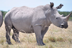 Rhinos are endangered