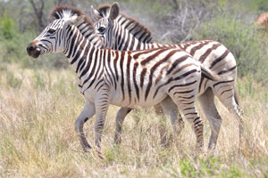 Burchell's zebras are on the background of a giraffe