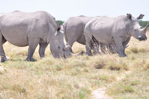 Both white and black rhinos have two horns