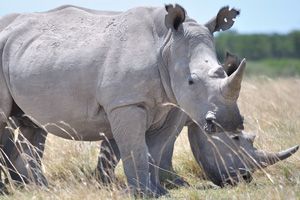 Rhinoceroses use their horns to defend themselves