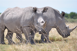 Rhinoceroses eat plants and leaves