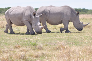 Rhinoceroses are part of the mammal group referred to as “odd-toed ungulates”