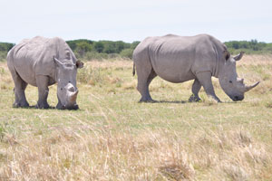 There are actually 5 different rhinoceros species and they live in areas from Africa to southern Asia