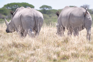 Many cultures place value on the horn of the rhinoceros and therefore they have hunted them down just to get their horns