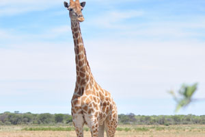 A giraffe is standing still