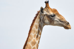 The neck of a giraffe