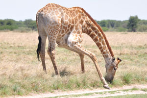 A giraffe is on bent legs