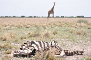 A giraffe is looking on the skin of a dead Burchell's zebra