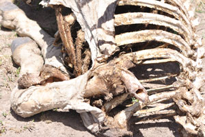 Bones of a dead Burchell's zebra