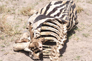 A corpse of a Burchell's zebra