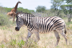 A Burchell's zebra is on the background of a giraffe