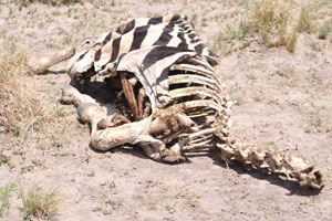 A corpse of a Burchell's zebra is under the bright African sun