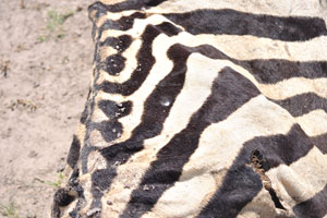 The striped skin of a dead Burchell's zebra