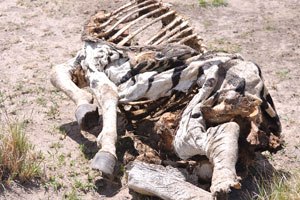 A zebra's corpse