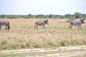 Three Burchell's zebras