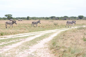 Three Burchell's zebras cross a road