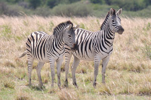 Two Burchell's zebras are standing still