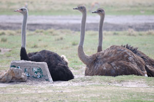One of the female ostriches is obviously blind