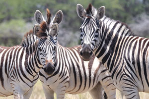 Three Burchell's zebras are looking at me