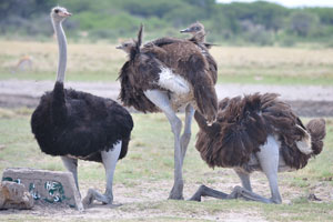 Three ostriches