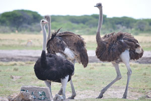 Two ostriches are female and one ostrich is male
