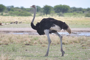 A male ostrich
