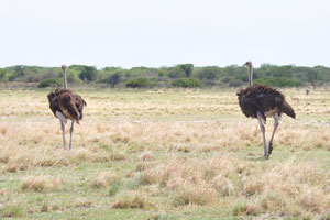 Two female ostriches