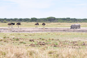 Ostriches and rhinoceroses came to Serwe Pan