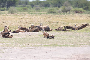 A volt of vultures is at Serwe Pan