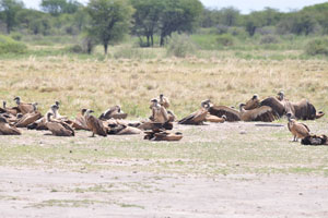 A group of vultures is near the Serwe Pan viewpoint