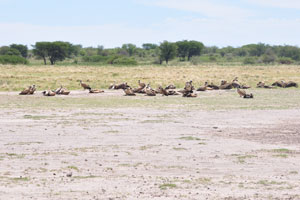 A committee of Cape vultures is at Serwe Pan