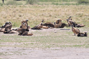 A group of Cape vultures is at Serwe Pan