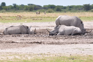 Three rhinoceroses are wallowing in the mud of Serwe Pan