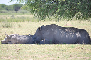 A mother rhino and her baby are sleeping
