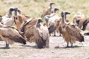 A venue of Cape vultures is at Serwe Pan