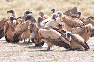 The Cape vulture is an Old World vulture in the family Accipitridae