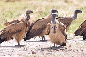 The Cape vulture is of a creamy-buff colour, with contrasting dark flight- and tail-feathers
