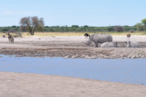 Rhinos, ostriches and zebras are at Serwe Pan