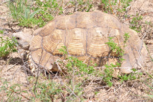 Shell patterns of the leopard tortoise fade in mature specimens